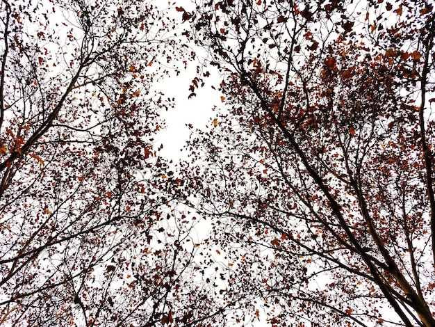 Tiefansicht der Kirschblüten vor dem Himmel