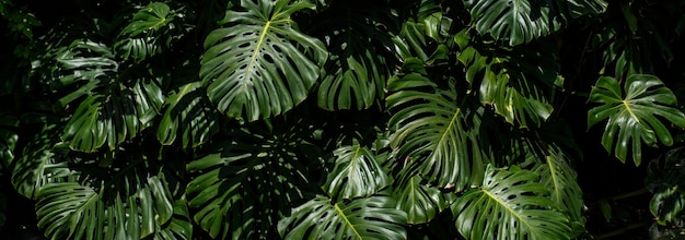 Tiefansicht der Palme