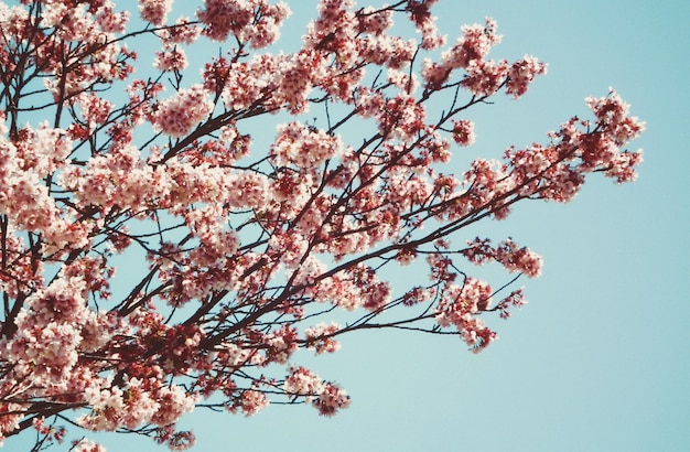 Tiefansicht des Kirschbaums gegen den Himmel
