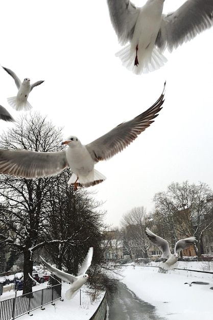 Tiefansicht einer Möwe, die gegen den Himmel fliegt