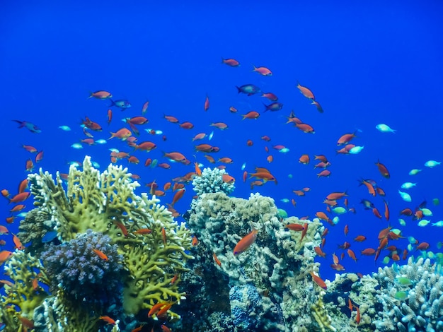 Tiefblaues Wasser mit vielen bunten Fischen über Korallen