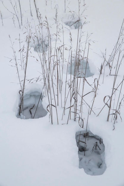 tiefe Fußspuren in einer verschneiten wilden Gegend