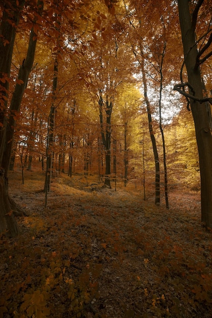 Tiefer mystischer dunkler Waldhintergrund mit vielen Bäumen