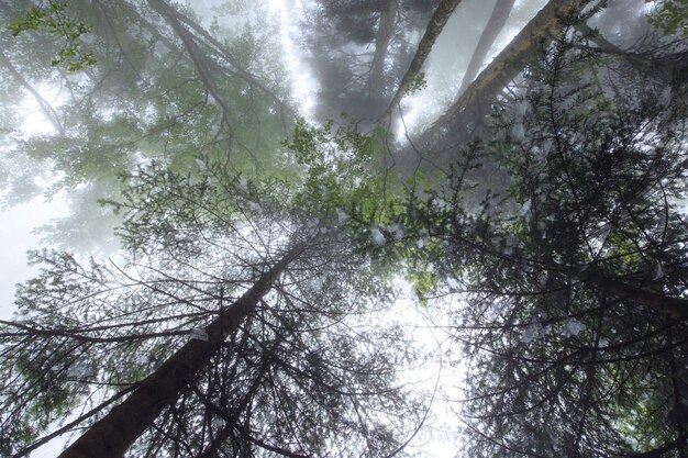 Tiefer Nebel im nebligen Sommerwald mit Kiefern