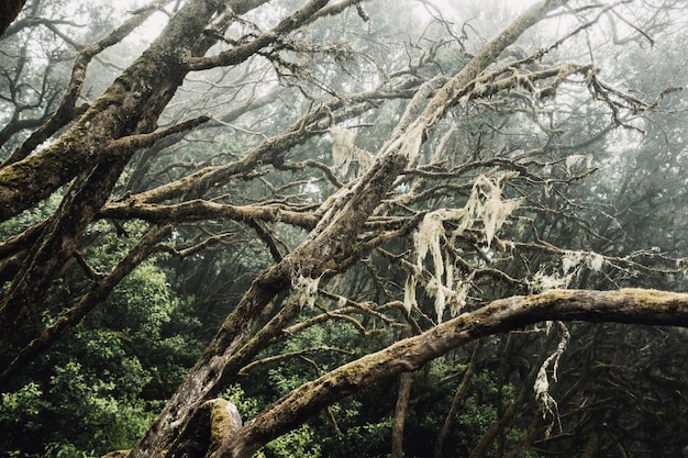 Tiefer Wald mit grünen Bäumen und Stämmen mit Moschus Naturpark im Freien Wilde Wälder mit Nebel und gruseliger Atmosphäre Konzept der Rettung der Welt und des malerischen Ortes der Erde