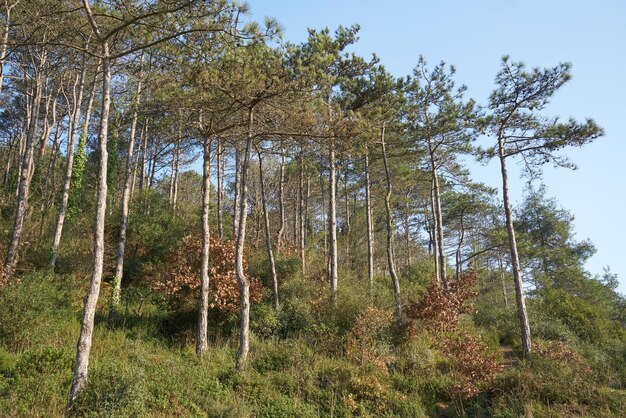 Tiefer Wald mit Sonnenstrahlen.