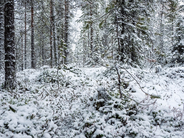 Tiefer Winter Nördlicher schneebedeckter Wald in Karelien.