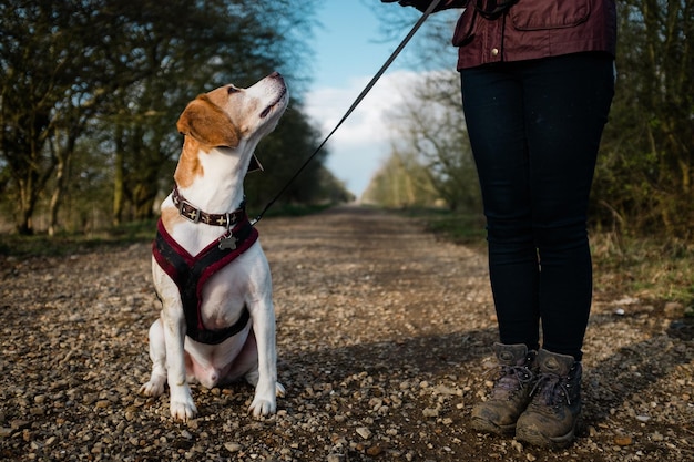 Tiefes Bild von einer Frau, die mit einem Hund im Park steht