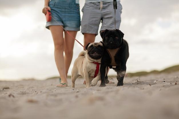 Tiefes Teil von Paar mit Hunden, die am Strand spazieren gehen