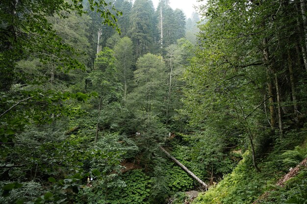 Tiefgrüner Herbst überwucherter Wald für den Hintergrund