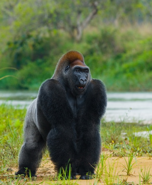 Tieflandgorillas in freier Wildbahn. Republik Kongo