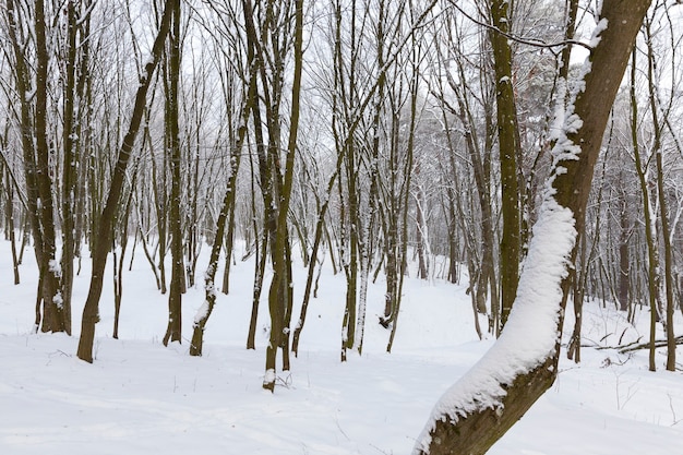 Tiefschneeverwehungen und Bäume nach dem letzten Schneefall, Bäume und Winterkälte nach dem Schneefall, Schneeverwehungen und Bäume im Winter