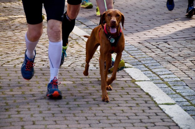 Foto tiefste gruppe von männern mit einem auf dem fußweg laufenden hund