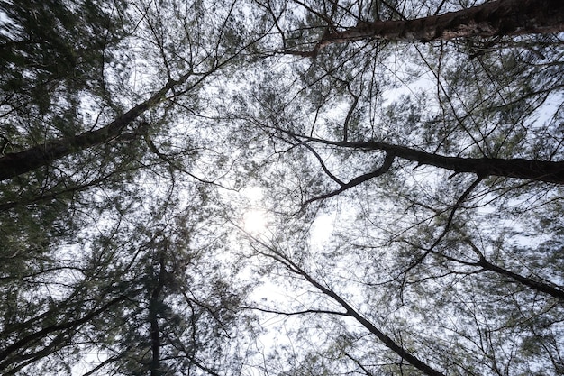 Tiefwinkelansicht des Pinienwaldes mit grünen Blättern