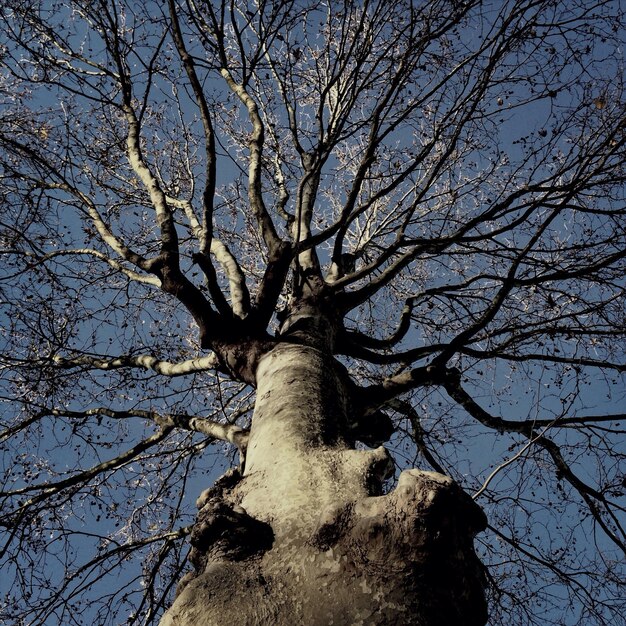 Foto tiefwinkelansicht von nackten bäumen gegen den himmel