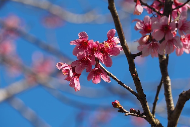 Foto tiefwinkelansicht von rosa blüten auf einem zweig