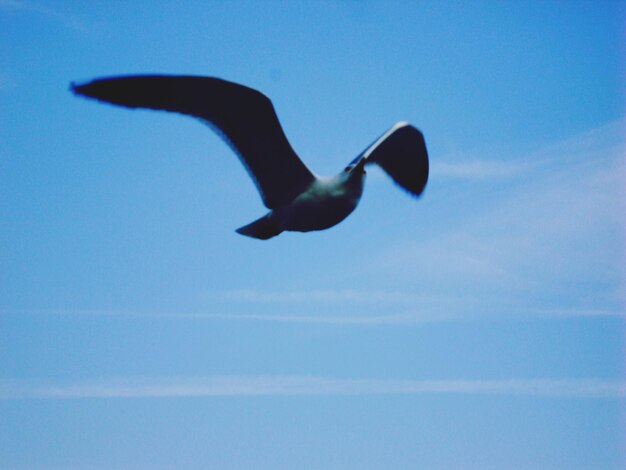 Foto tiefwinkelansicht von vögeln, die gegen einen bewölkten himmel fliegen