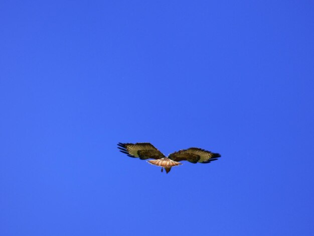 Foto tiefwinkelansicht von vögeln, die gegen einen klaren blauen himmel fliegen