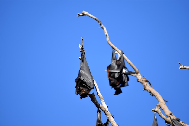 Tiefwinkelansicht von Vögeln, die gegen einen klaren blauen Himmel fliegen