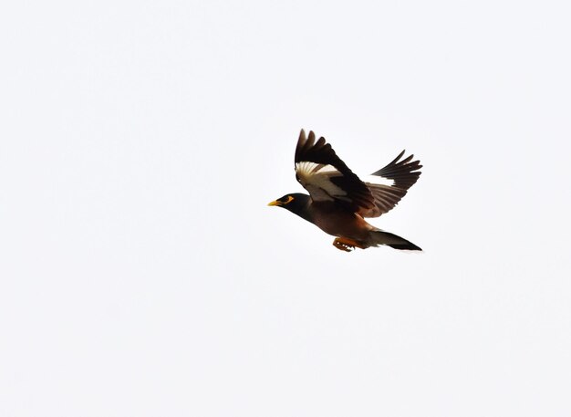 Foto tiefwinkelansicht von vögeln, die gegen einen klaren himmel fliegen