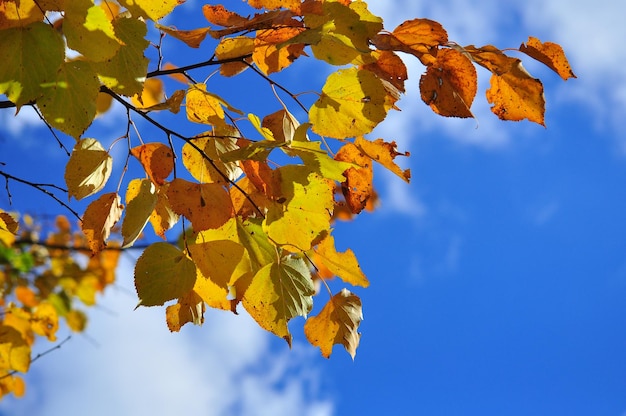 Tiempo de caída de hojas hojas brillantes en las ramas.