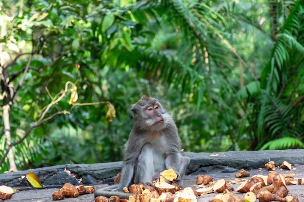 Tiempo de comer macacos de cola larga en el Santuario Sagrado del Bosque de los Monos Ubud, Bali, Indonesia