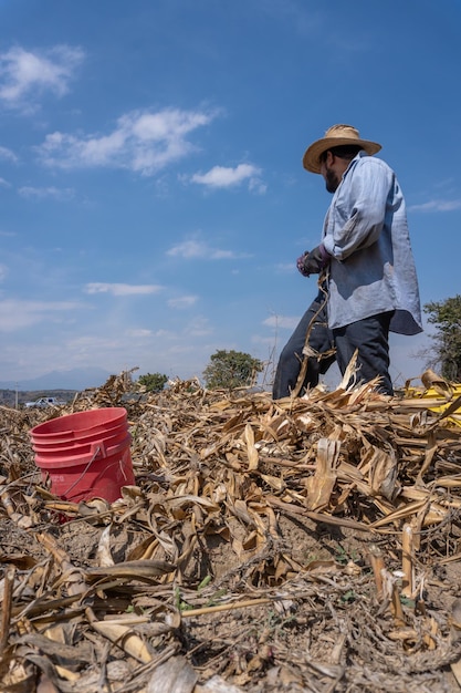 Tiempo de cosecha cerca de agrónomo latino recoge mazorcas de maíz