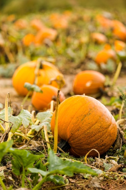 Tiempo de cosecha en una gran granja de calabazas.