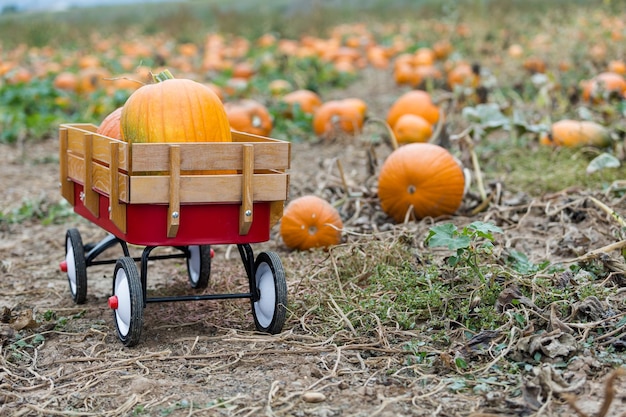 Tiempo de cosecha en una gran granja de calabazas.