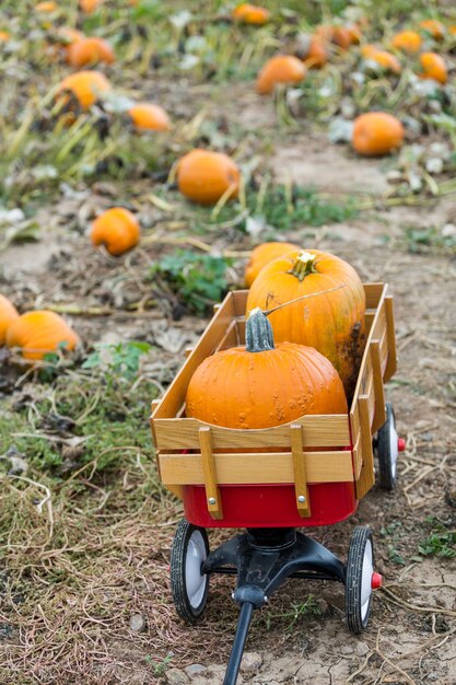 Tiempo de cosecha en una gran granja de calabazas.