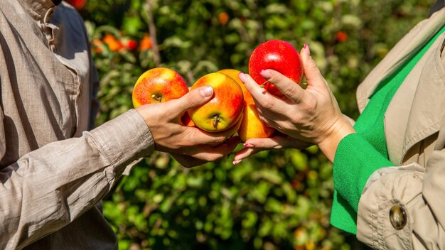 Tiempo de cosecha del huerto de manzanas El hombre y la mujer recogen a mano manzana madura El hombre da manzanas a las niñas de manos en manos en el primer plano del jardín Recolección de frutas hechas a mano Los agricultores dan manzanas recién cosechadas