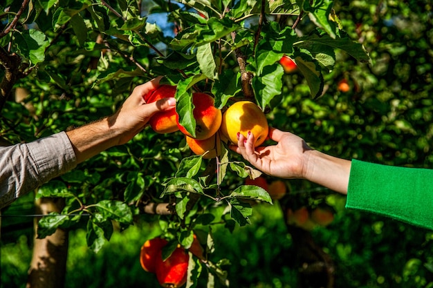 Tiempo de cosecha del huerto de manzanas El hombre y la mujer recogen a mano manzanas maduras El hombre le da manzanas a la niña