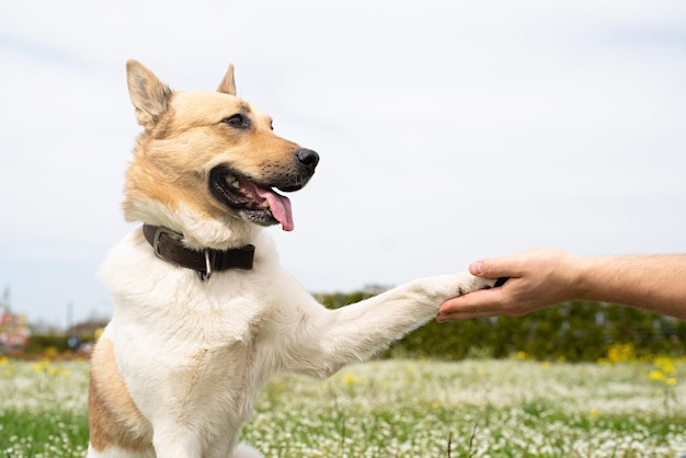 Tiempo libre de verano cuidado y entrenamiento de mascotas El hombre feliz juega con un perro pastor de raza mixta en la hierba verde