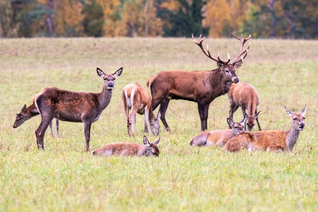 Tiempo de otoño Una pequeña manada de ciervos pastan en el borde del bosque