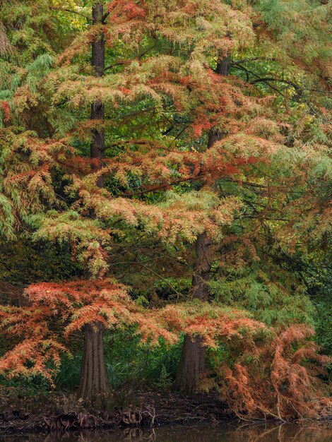 Foto tiempo de otoño en westfalia