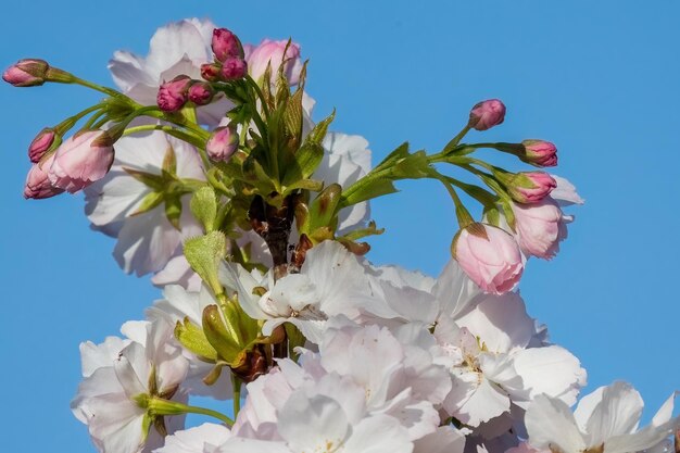 Tiempo de primavera del árbol de flor de cerezo