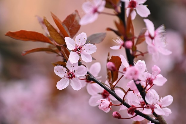 Tiempo de primavera Hermoso árbol floreciente Primavera en la naturaleza y fondo colorido Cerezo japonés Sakura