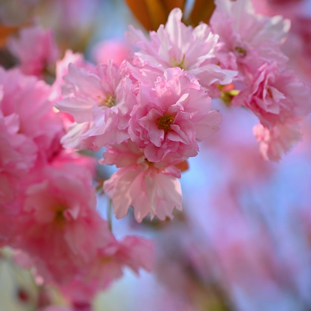 Tiempo de primavera Hermoso árbol floreciente Primavera en la naturaleza y fondo colorido Cerezo japonés Sakura