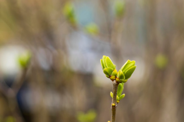 Tiempo de primavera en la naturaleza