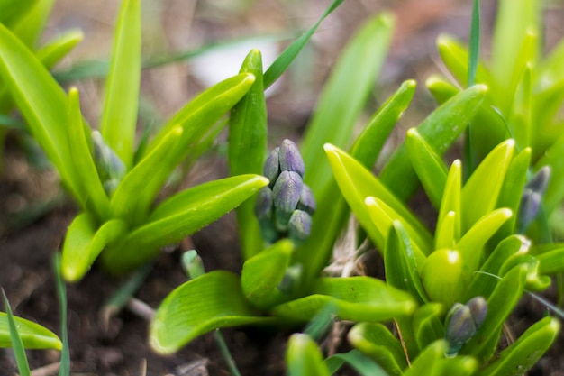 Tiempo de primavera en la naturaleza