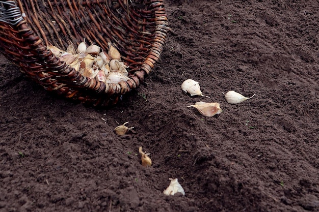 Tiempo de siembra de ajo antes de la cesta de mimbre de invierno con dientes de ajo en el espacio de primer plano del jardín para el texto