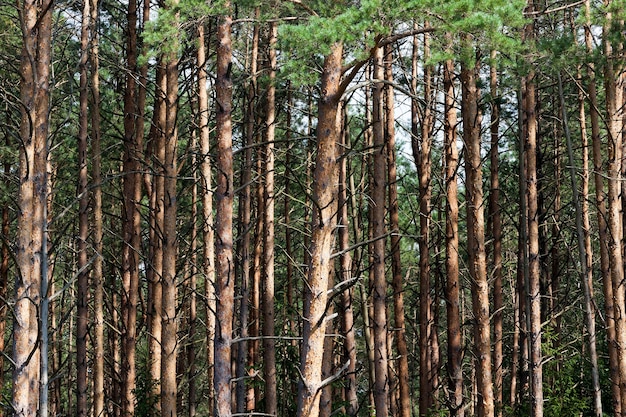 Tiempo tenue en el bosque, pinos altos con agujas verdes