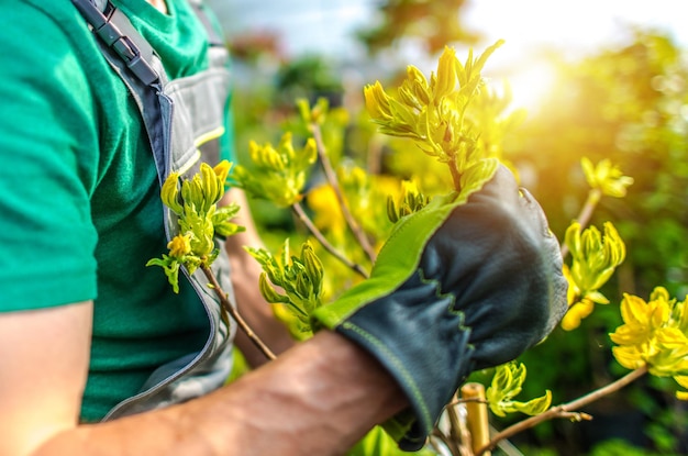 Tiempo de vegetación de primavera