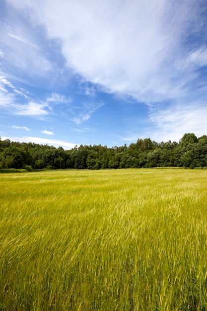 Foto tiempo ventoso en el campo agrícola. la imagen muestra la oscilación de las espigas.