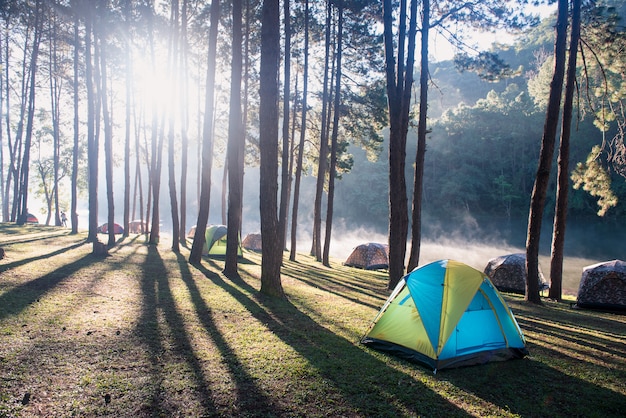 Tienda de campaña bajo el bosque de pinos con amanecer