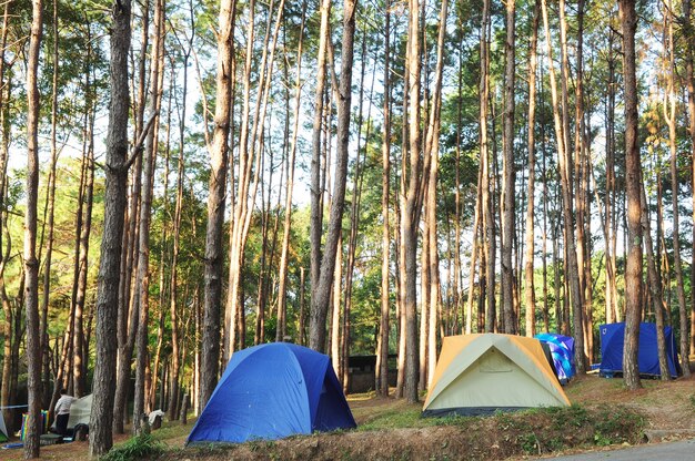 Tienda de campaña y camping en el bosque de pinos