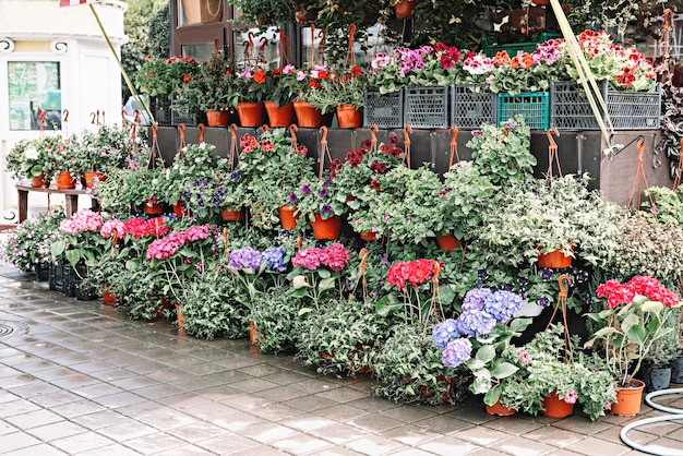 Tienda de flores con plantas en macetas afuera