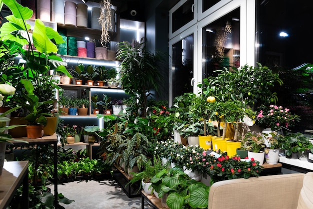 Tienda de flores que vende plantas en macetas