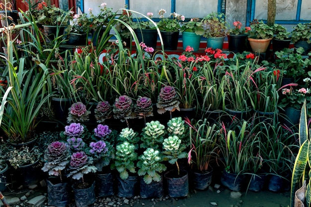 Tienda de flores