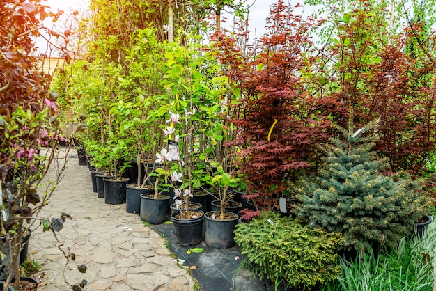 Foto tienda de jardinería. una hilera de plantas